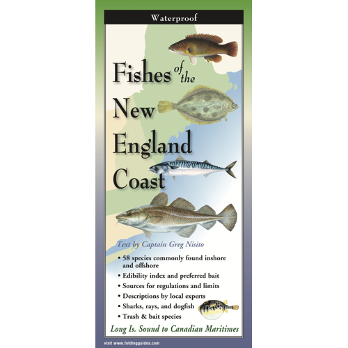 Fishcoast__28280.1726752140.1280.1280