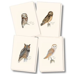 Sibley Owl Notecard Assortment